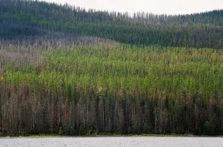 [The upper third of the trees have greenery while the lower sections are entirely brown. There is a patch on the back side where it appears the fire consumed the entire tree.]